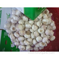 Normal White Garlic Fresh New Crop Jinxiang